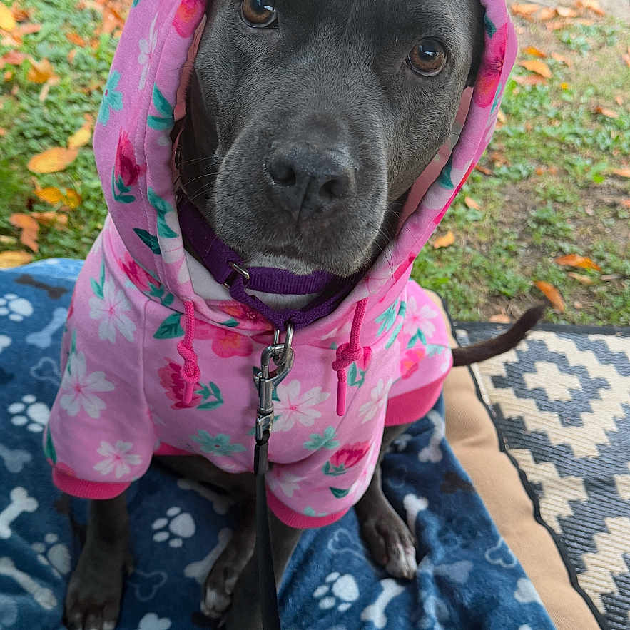 Frankie