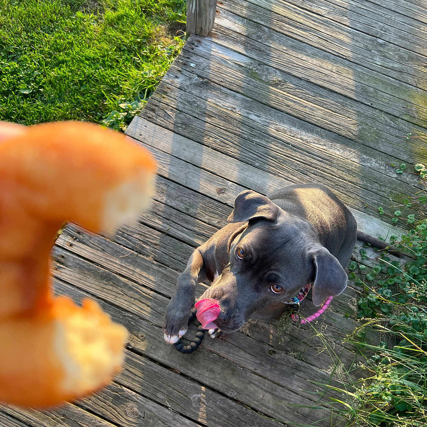 Frankie