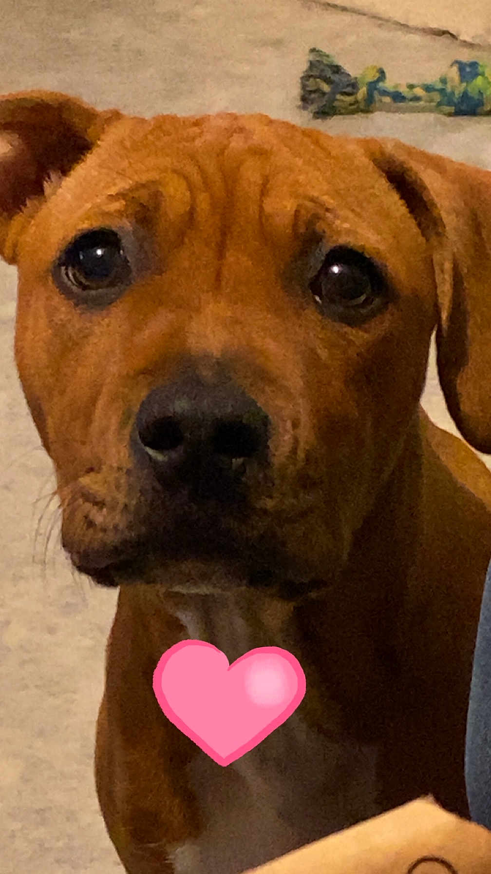 Vanille participe au concours pour gagner de l'argent avec cette photo : dog, brown_dog, close_up, pet, canine, indoor, toy, heart_emoji, animal, face, ears, eyes, nose, fur, expression, looking, muzzle, portrait, companion, cute