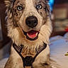 Aslan a rejoint le concours — aidez-le/la à gagner de superbes lots ! dog, border_collie, pet, animal, portrait, fluffy, long_hair, blue_eyes, open_mouth, smiling, harness, sitting, bed, bedroom, indoors, cozy, warm_lighting, close_up, centered_composition, photography