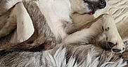 Aslan participe au concours pour gagner de l'argent avec cette photo : dog, sleeping, upside_down, lying_down, belly_up, paws, fur, white_fur, gray_fur, black_nose, relaxed, cozy, couch, pillow, blanket, indoor, home, portrait, pet, funny