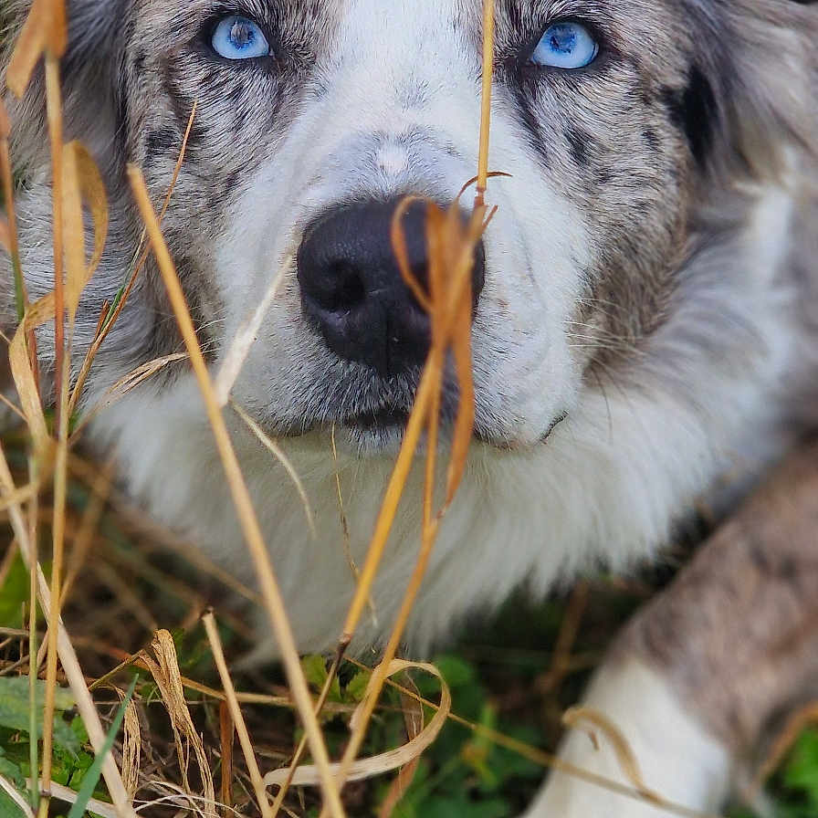 Aslan