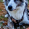 dog, border_collie, blue_eyes, pet, canine, animal, portrait, outdoor, grass, pebbles, terracotta_bowl, harness, leash, fluffy_fur, black_and_white, blue_merle, pointed_ears, sitting, front_paw, close_up