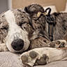 dog, sleeping, pet, animal, canine, brown_and_white, floppy_ears, paws, harness, bed, indoors, cozy, relaxed, resting, close_up, portrait, fur, snout, peaceful, nap