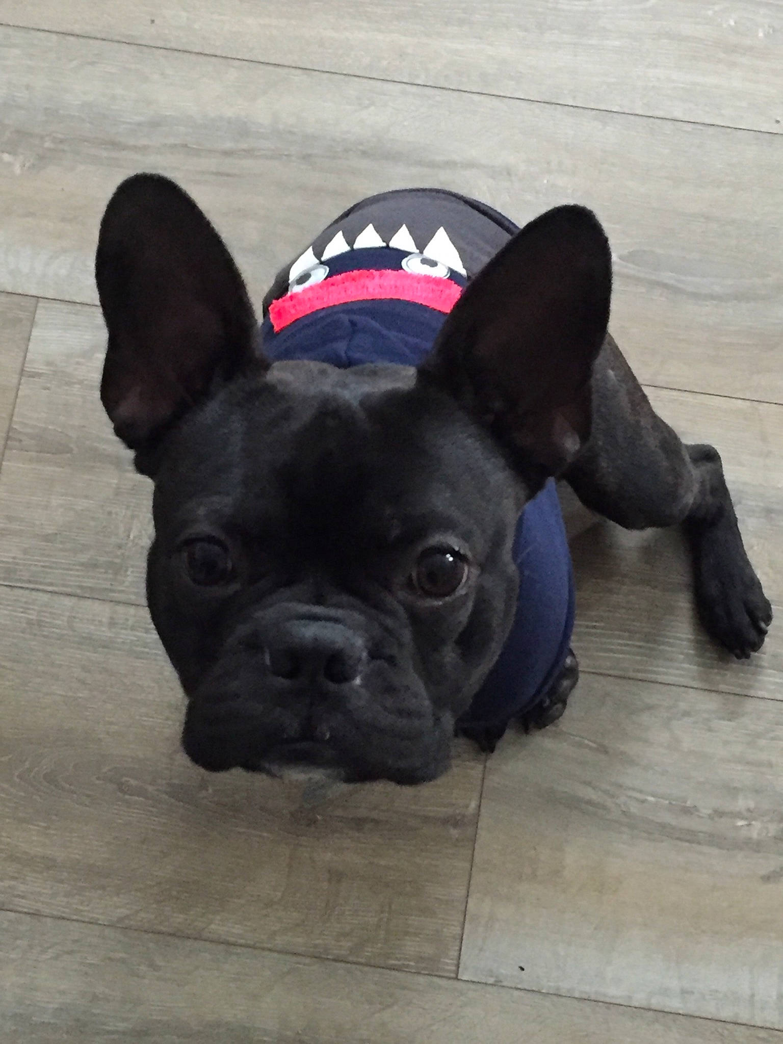 Odin is registered to the contest to win money with this photo: boston_terrier, bulldog, canidae, carnivore, companion_dog, dog, dog_breed, ear, fawn, french_bulldog, mammal, molosser, non_sporting_group, puppy, rare_breed_dog, snout, toy_bulldog, vertebrate
