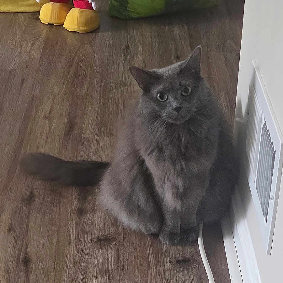 Storm is registered to the contest to win money with this photo: background, bag, cat, cozy, curious_cat, floor, fluffy_cat, gray_cat, green_bag, home, indoor, mickey_mouse, pet, plush_toy, sitting, stuffed_animal, toy, wall_vent, white_cable, wooden_floor