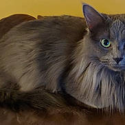 Storm is registered to the contest to win money with this photo: cat, fluffy, grey, green_eyes, pet, animal, indoor, closeup, fur, whiskers, relaxed, cute, mammal, portrait, feline, sitting, domestic, cozy, soft, background