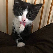 Gracie is registered to the contest to win money with this photo: animal, black_and_white, cat, close_up, curious, cute, domestic_animal, feline, fur, grooming, indoors, kitten, licking, paw, pet, resting, small, whiskers, wooden_slats, young