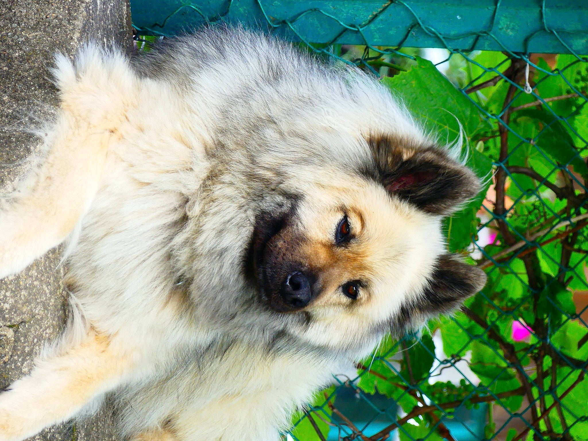 Leeroy participe au concours pour gagner de l'argent avec cette photo : canidae, canis, carnivore, companion_dog, dog, dog_breed, fawn, fox, fur, german_spitz, german_spitz_mittel, mesh, procyonidae, puppy, red_panda, snout, sporting_group, terrestrial_animal, whiskers, working_animal