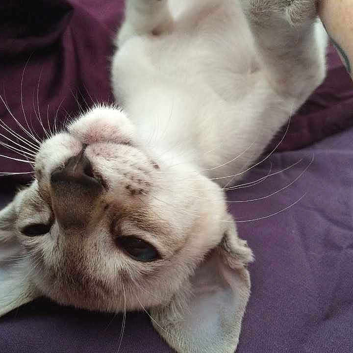 Loki