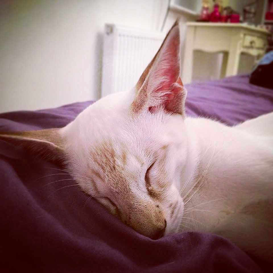 Dexter