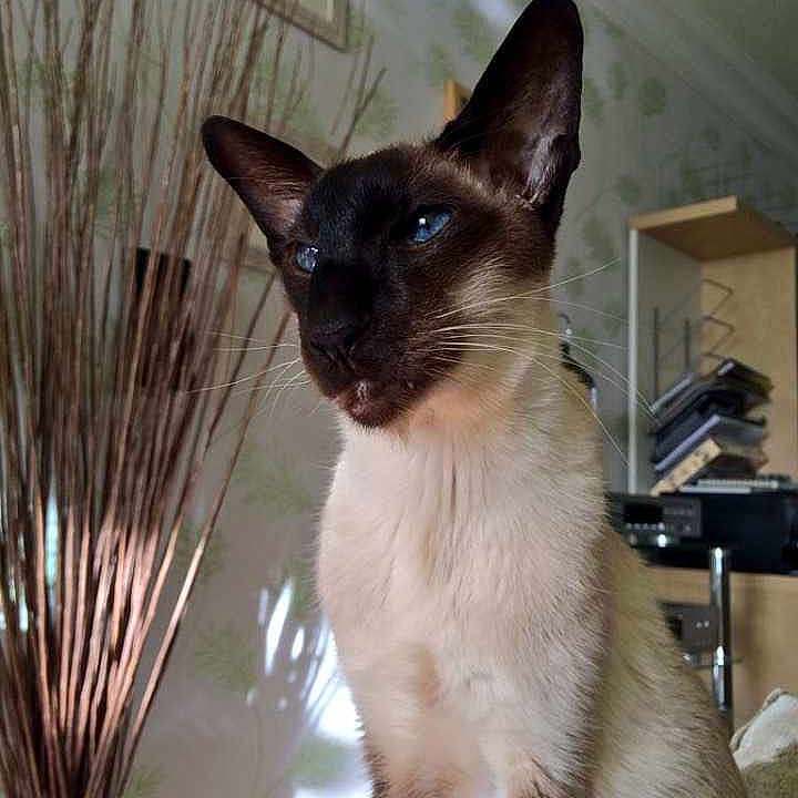Aslan is registered to the contest to win money with this photo: