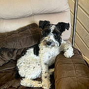 Snoopy is registered to the contest to win money with this photo: dog, curly_fur, black_and_white, sofa, cushion, indoor, pet, relaxed, furniture, cozy, resting, paw, animal, companion, curious, home, brown, texture, comfortable, lounge