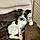 Snoopy
