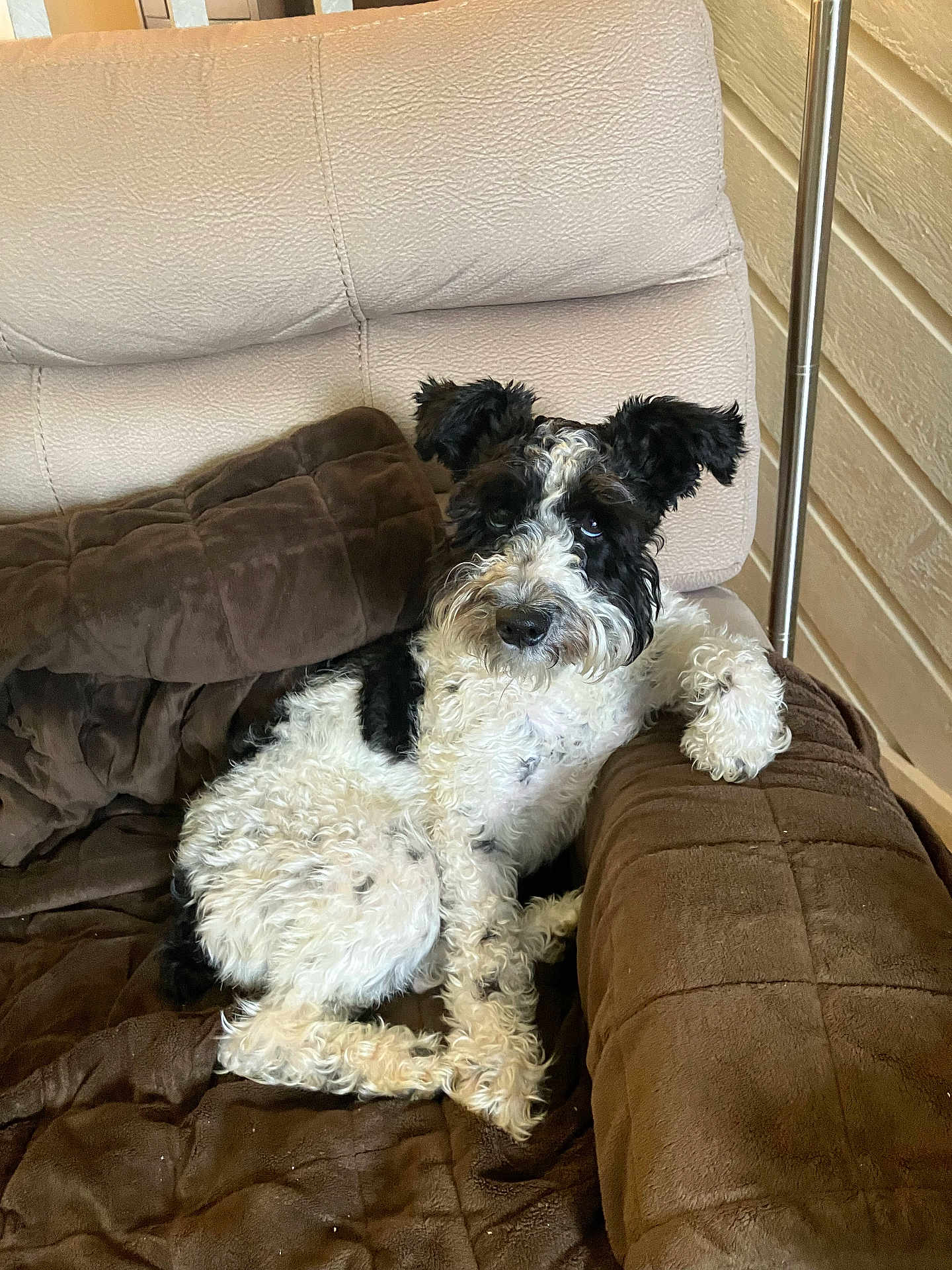 Snoopy is registered to the contest to win money with this photo: dog, curly_fur, black_and_white, sofa, cushion, indoor, pet, relaxed, furniture, cozy, resting, paw, animal, companion, curious, home, brown, texture, comfortable, lounge