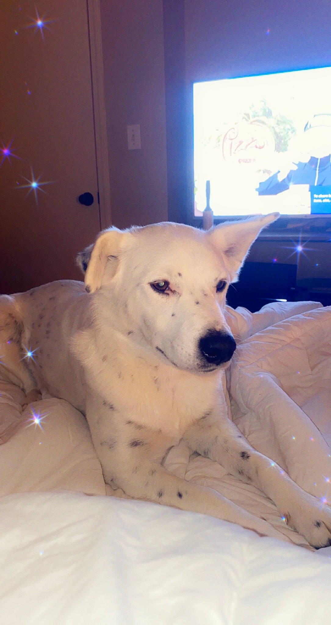 Berry joined the competition — help win amazing prizes! canidae, carnivore, comfort, companion_dog, couch, dog, dog_breed, fawn, felidae, fur, guard_dog, head, paw, puppy, snout, sporting_group, tail, terrestrial_animal, whiskers, working_animal