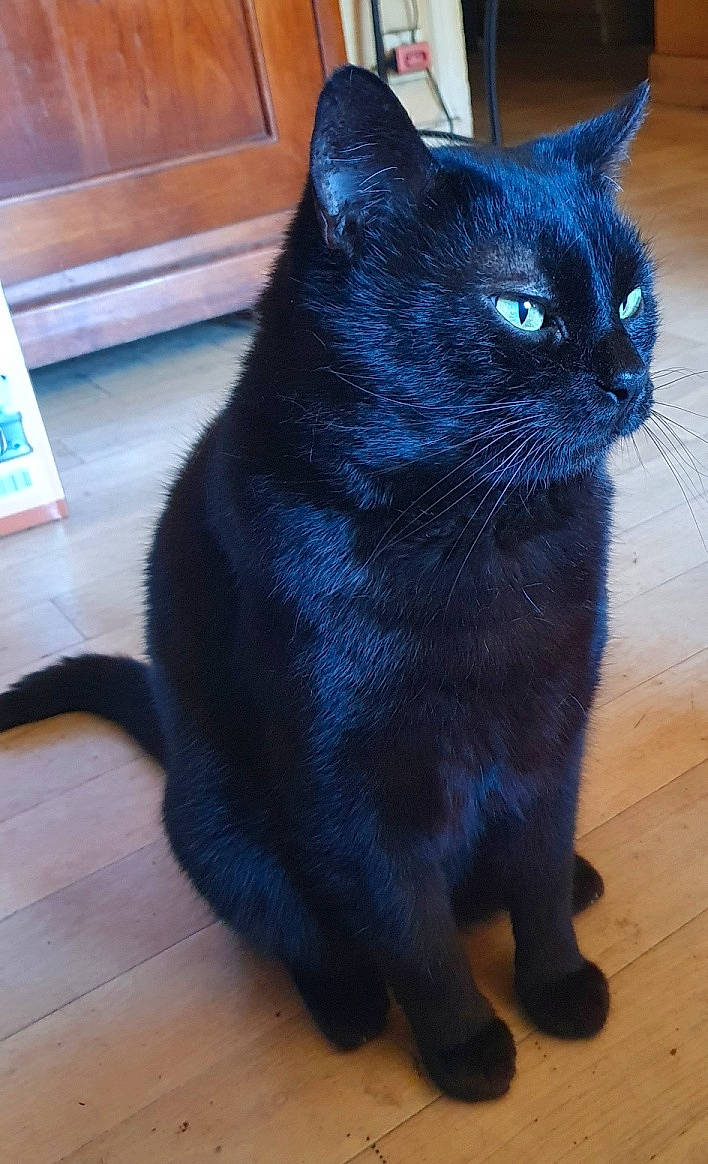 Fêlix participe au concours pour gagner de l'argent avec cette photo : black_cat, bombay, carnivore, cat, domestic_short_haired_cat, electric_blue, felidae, flooring, fur, grey, hardwood, small_to_medium_sized_cats, snout, tail, terrestrial_animal, tile_flooring, varnish, whiskers, wood_flooring, wood_stain