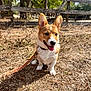 dog, corgi, puppy, leash, tongue, pointy_ears, outdoor, wooden_fence, dry_grass, dirt, portrait, sitting, pet, happy, paws, collar, sunlight, trees, nature, closeup