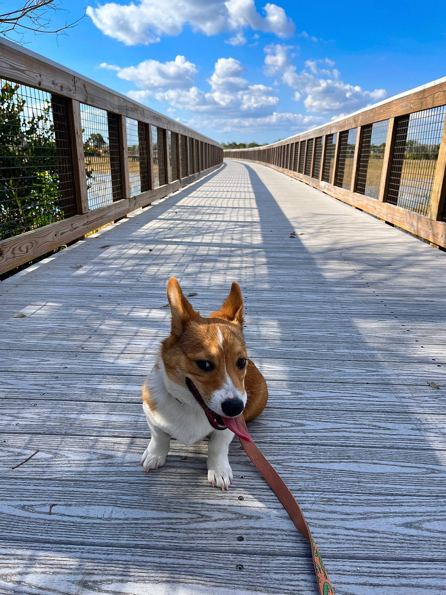 Gator is registered to the contest to win money with this photo: boardwalk, bridge, clouds, corgi, dog, ears, happy, leash, nature, outdoors, panting, perspective, pond, railing, shadow, sky, sunny, tongue, water, wooden_planks