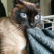 Roxy participe au concours pour gagner de l'argent avec cette photo : cat, blue_eyes, close_up, indoor, fabric, biting, curious, whiskers, fur, pet, animal, domestic, cozy, texture, soft, close, portrait, mammal, cute, feline