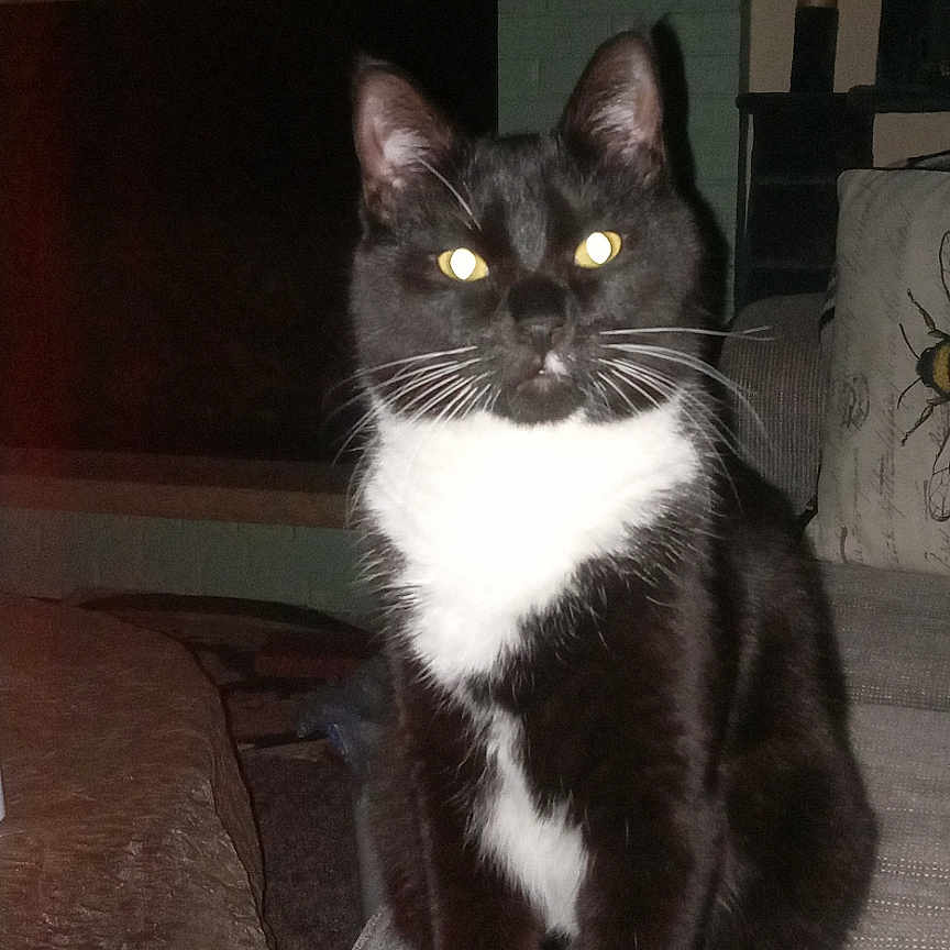 Elmo is registered to the contest to win money with this photo: animal, architecture, building, cat, computerhardware, couch, device, electronics, furniture, hammer, hardware, indoors, livingroom, manx, monitor, pet, room, screen, tool, tv