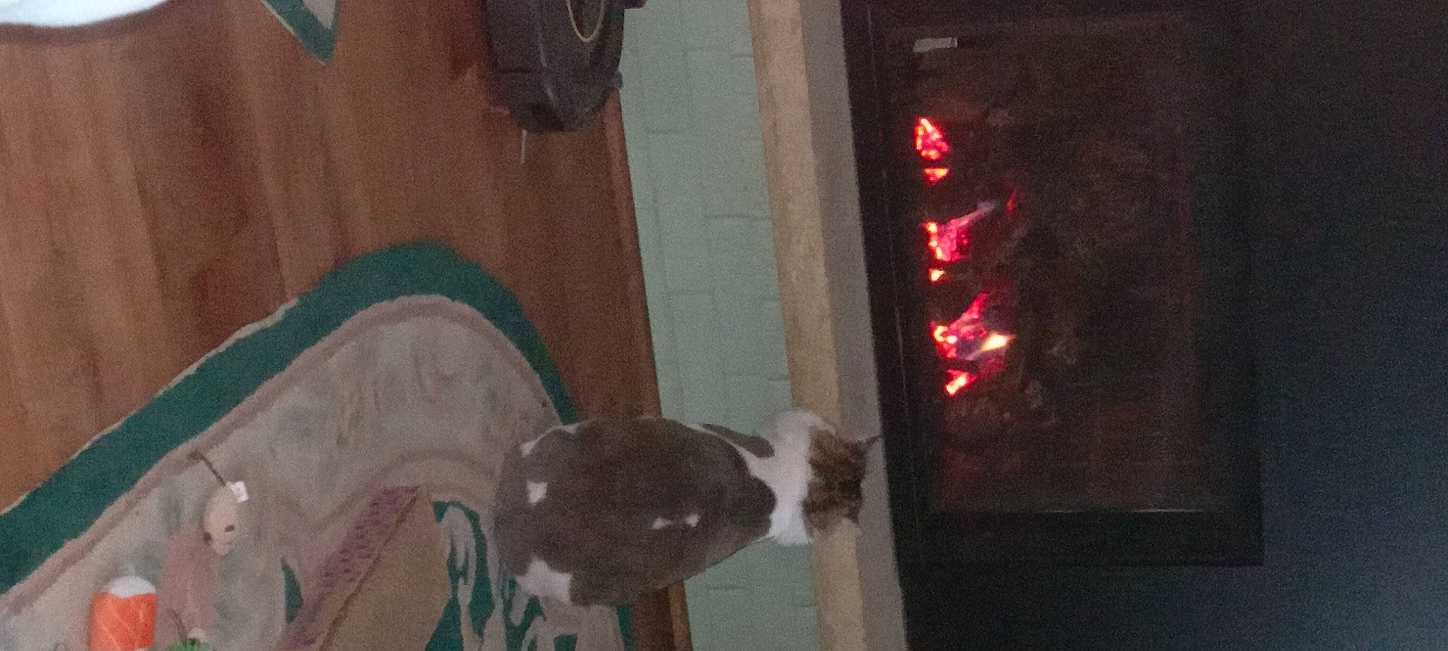 Roxy is registered to the contest to win money with this photo: art, carmine, door, felidae, flooring, fur, gas, hardwood, heat, human_leg, magenta, room, small_to_medium_sized_cats, tail, tints_and_shades, tree, visual_arts, whiskers, window, wood