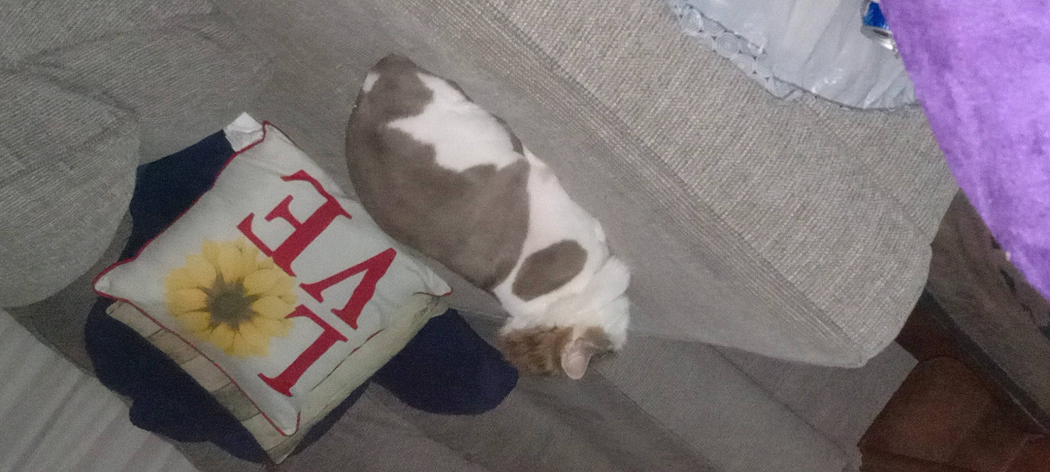 Roxy is registered to the contest to win money with this photo: carmine, carnivore, companion_dog, dog, dog_breed, felidae, fur, linens, non_sporting_group, paper_bag, paw, pet_supply, small_to_medium_sized_cats, tail, toy, vertebrate, working_animal