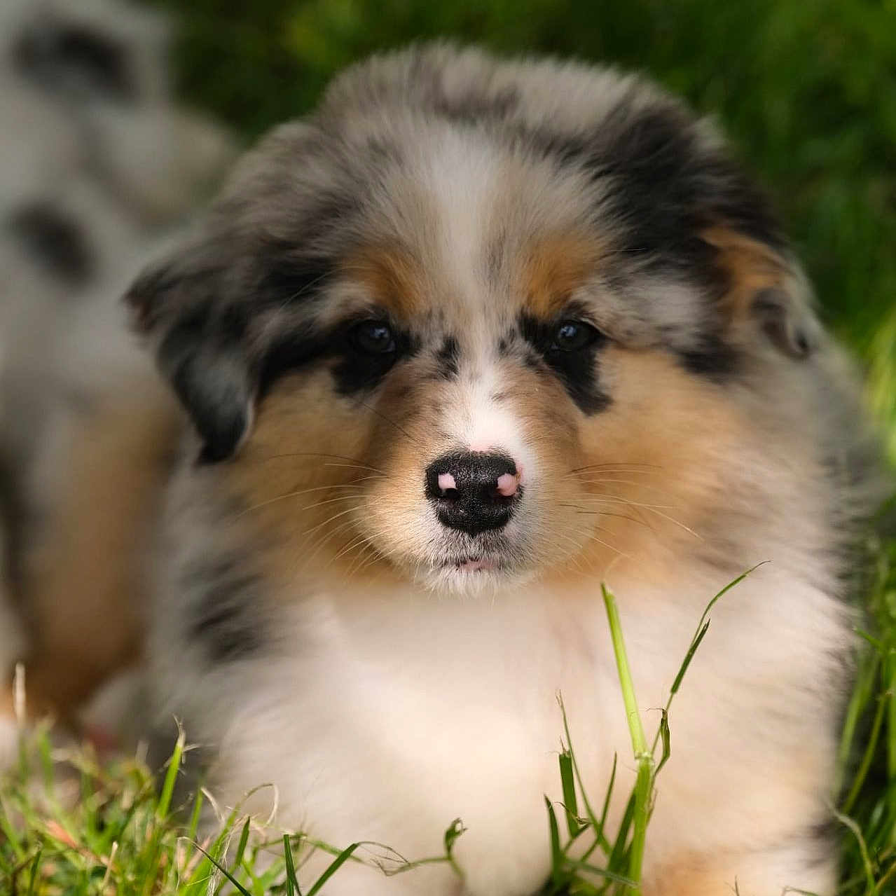 Alpha participe au concours pour gagner de l'argent avec cette photo : adorable, animal, closeup, cute, daylight, dog, ears, fluffy, fur, grass, lying_down, nature, nose, outdoor, pet, portrait, puppy, relaxed, tricolor, young