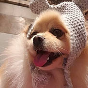 Maddy a rejoint le concours — aidez-le/la à gagner de superbes lots ! animal, bodypart, canine, cap, clothing, cockerspaniel, costume, dog, eskimodog, face, hat, head, mouth, person, pet, photography, portrait, puppy, teeth, whitedog