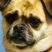 Pugsley is registered to the contest to win money with this photo: adorable, black_fur, brown_fur, close_up, collar, dog, domestic_animal, ears, expressive_face, eyes, headshot, indoor, muzzle, nose, pet, portrait, short_hair, staring, texture, whiskers