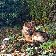 Vipi participe au concours pour gagner de l'argent avec cette photo : dog, outdoor, garden, leafy, sunlight, relaxed, nature, foliage, autumn, plant, tree, bush, canine, pet, animal, resting, earth, greenery, daylight, peaceful