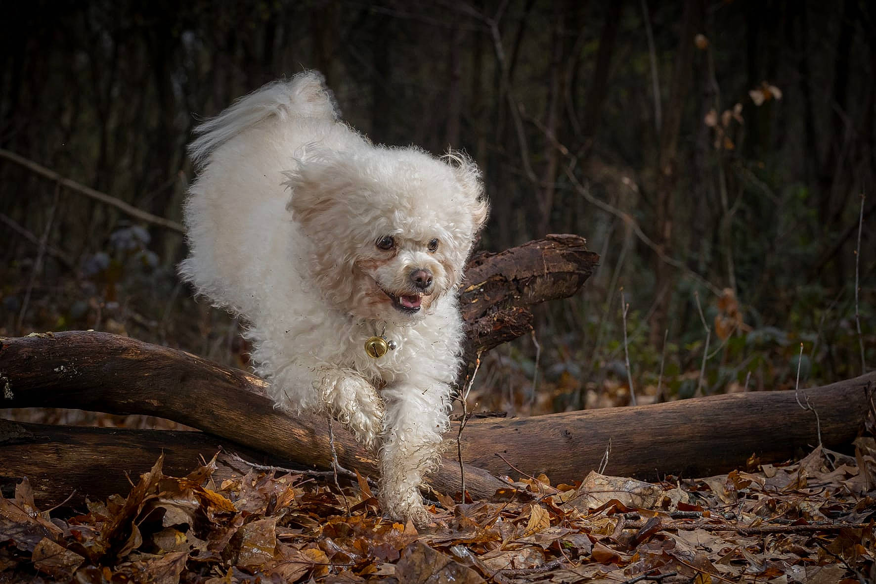 Simba a rejoint le concours — aidez-le/la à gagner de superbes lots ! canidae, carnivore, companion_dog, dog, dog_breed, fur, goggles, grass, labradoodle, plant, poodle, poodle_crossbreed, small_terrier, snout, soil, sporting_group, tail, terrier, toy_dog, water_dog