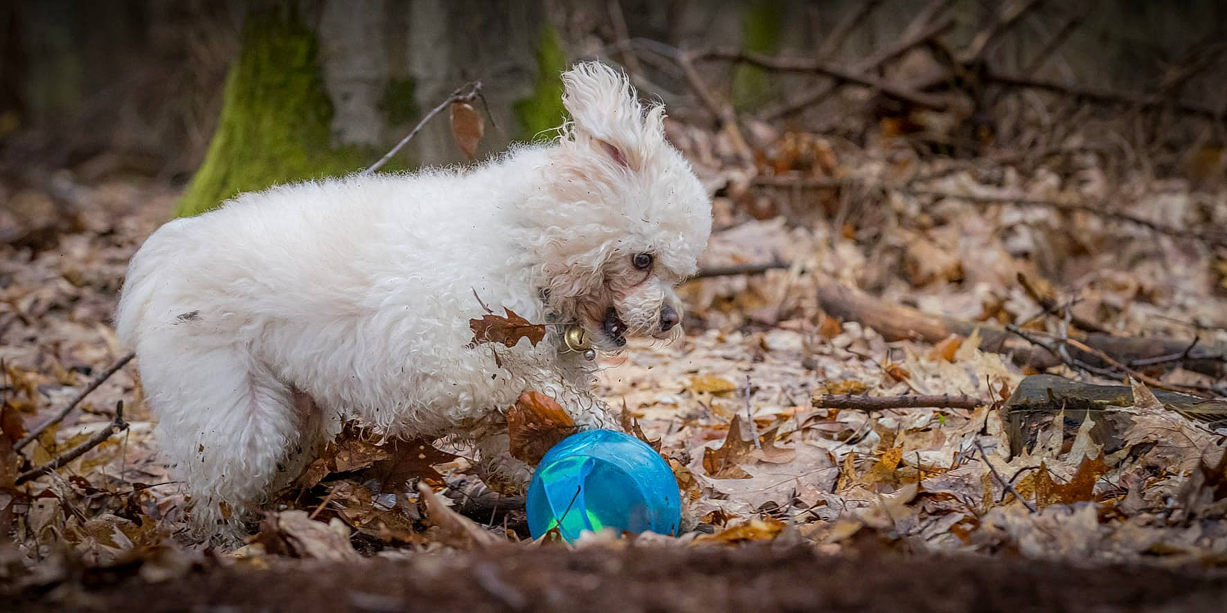 Simba participe au concours pour gagner de l'argent avec cette photo : ball, canidae, carnivore, companion_dog, dog, dog_breed, fawn, feather, fur, grass, small_terrier, snout, soil, sporting_group, tail, terrestrial_animal, terrier, toy_dog, twig, wood