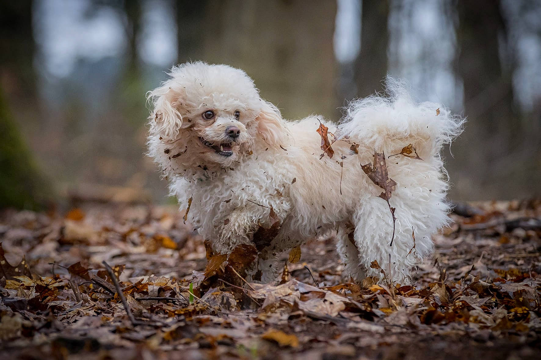 Simba participe au concours pour gagner de l'argent avec cette photo : canidae, carnivore, companion_dog, dog, dog_breed, fawn, fur, grass, labradoodle, non_sporting_group, plant, poodle, poodle_crossbreed, puppy_love, small_terrier, soil, tail, terrier, toy_dog, working_animal