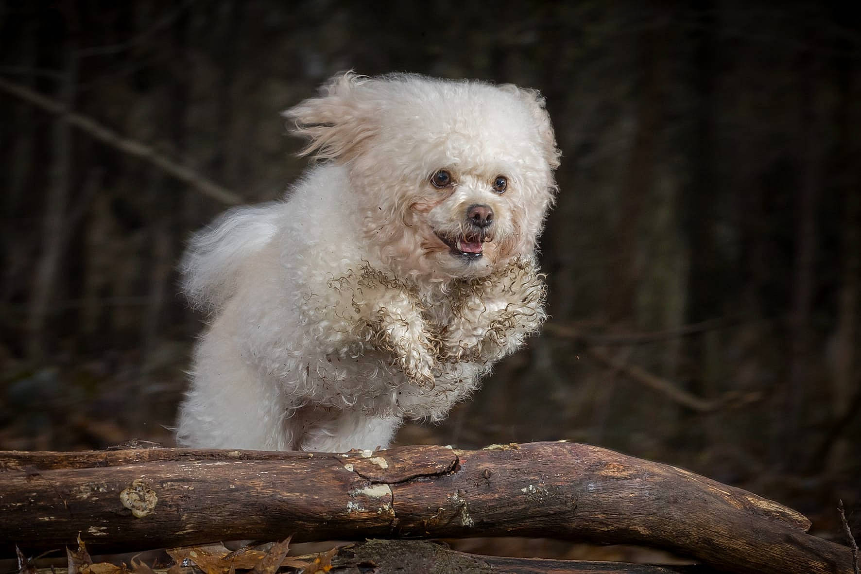 Simba participe au concours pour gagner de l'argent avec cette photo : canidae, carnivore, companion_dog, dog, dog_breed, fur, grass, labradoodle, non_sporting_group, poodle, poodle_crossbreed, small_terrier, snout, soil, sporting_group, terrier, toy_dog, tree, wood, working_animal
