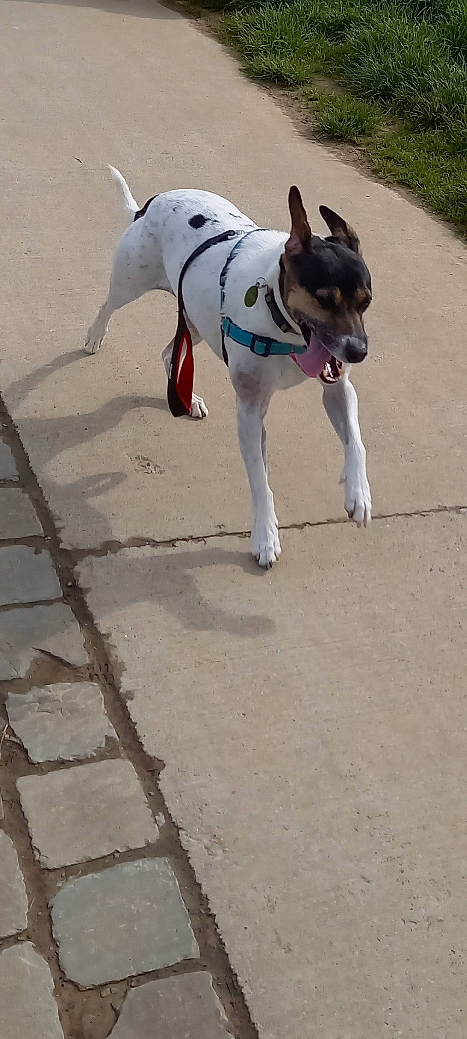 Pluto a rejoint le concours — aidez-le/la à gagner de superbes lots ! adventure, balance, canidae, carnivore, collar, companion_dog, dog, dog_breed, dog_collar, dog_supply, fawn, leash, pet_supply, road_surface, snout, sporting_group, tail, terrestrial_animal, terrier, working_animal