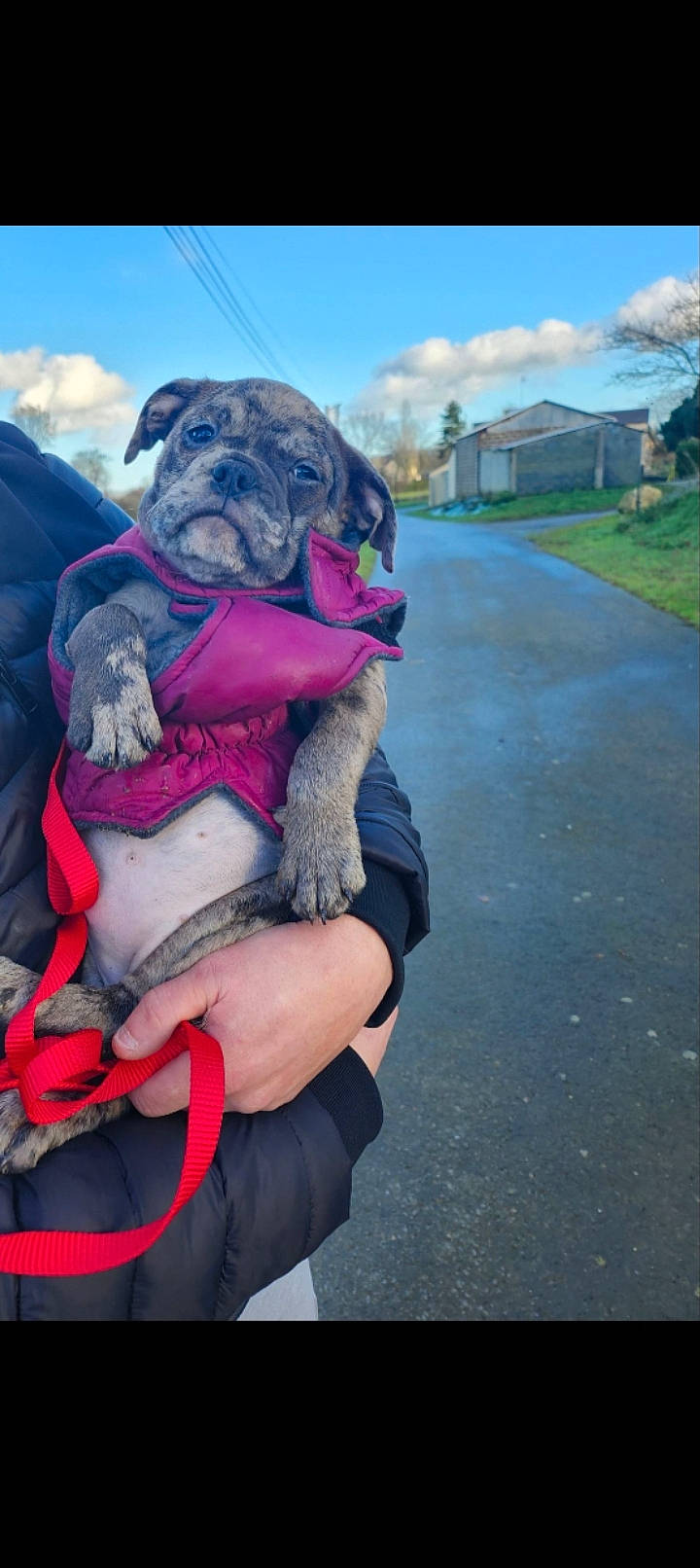 Laïka a rejoint le concours — aidez-le/la à gagner de superbes lots ! canidae, carnivore, cloud, companion_dog, cumulus, dog, dog_breed, dog_supply, electric_blue, fawn, fur, hat, magenta, plant, sky, snout, sporting_group, tree, working_animal, wrinkle