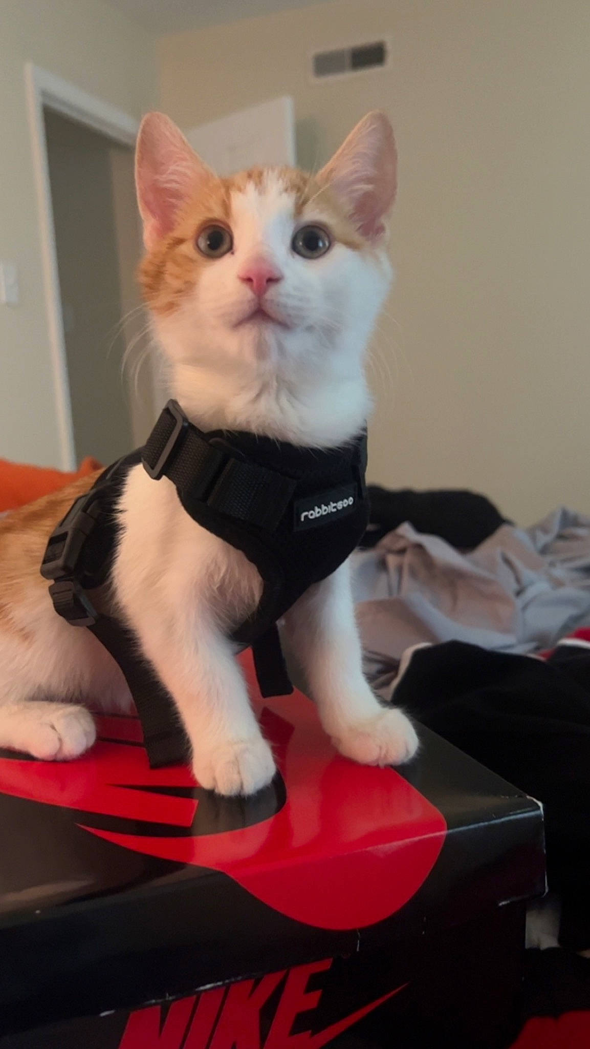 Vader is registered to the contest to win money with this photo: carmine, carnivore, cat, collar, domestic_short_haired_cat, fawn, felidae, fur, paw, sitting, small_to_medium_sized_cats, snout, tail, toy, whiskers