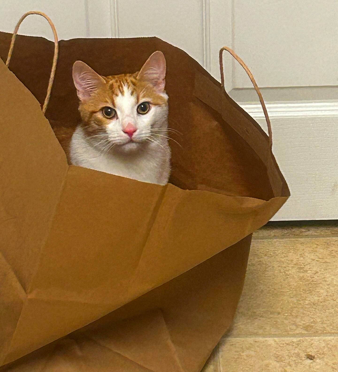 Vader is registered to the contest to win money with this photo: beige, box, cardboard, carnivore, carton, cat, comfort, domestic_short_haired_cat, fawn, felidae, hardwood, metal, packaging_and_labeling, packing_materials, paper_product, pet_supply, shipping_box, small_to_medium_sized_cats, whiskers, wood