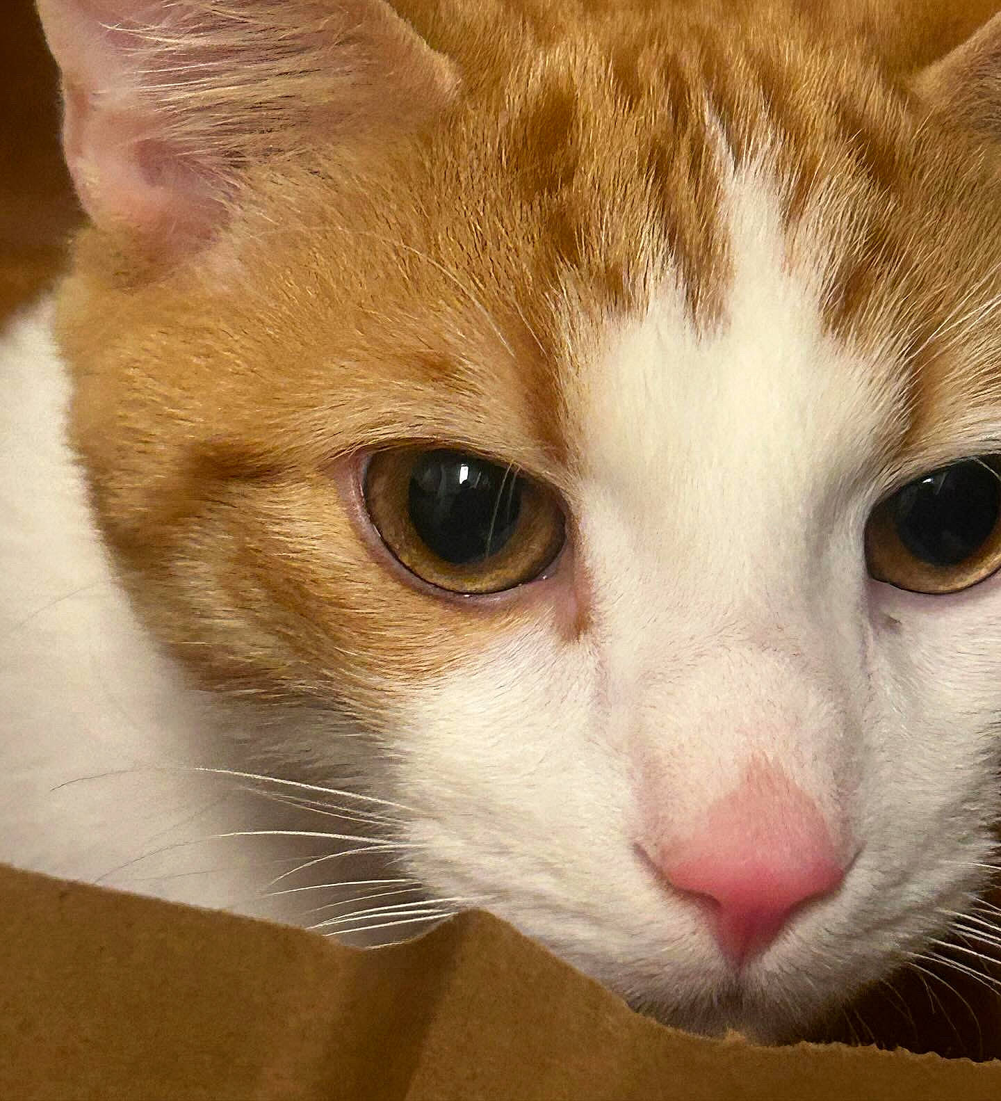 Vader joined the competition — help win amazing prizes! carnivore, cat, domestic_short_haired_cat, ear, eye, eyelash, fawn, felidae, fur, head, iris, nose, paw, small_to_medium_sized_cats, snout, tail, terrestrial_animal, whiskers, window