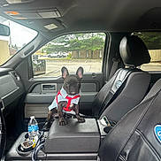 King joined the competition — help win amazing prizes! dog, puppy, french_bulldog, car_interior, truck, center_console, seat, seat_cover, water_bottle, window, parking_lot, trees, harness, denim_vest, dashboard, side_mirror, cup_holder, leather_seat, car_seat, pet