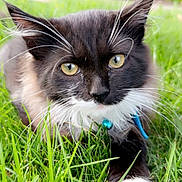 Boots is registered to the contest to win money with this photo: cat, black_and_white, yellow_eyes, grass, outdoor, collar, bell, whiskers, close_up, pet, animal, nature, greenery, fur, cute, curious, portrait, mammal, relaxed, garden