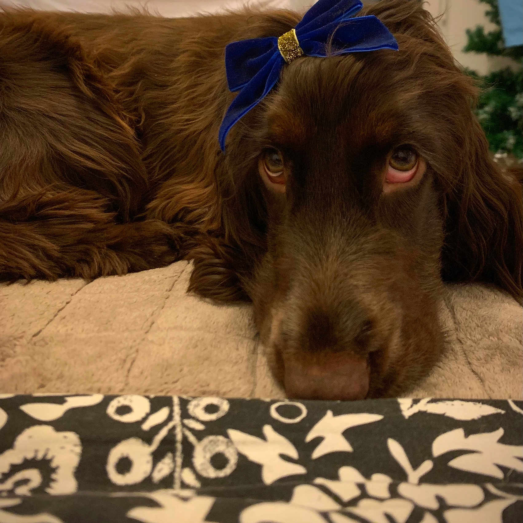 Holga a rejoint le concours — aidez-le/la à gagner de superbes lots ! accessories, animal, bed, blanket, canine, cockerspaniel, couch, cushion, dog, furniture, goldenretriever, homedecor, hound, indoors, labradorretriever, linen, pet, puppy, quilt, terrier