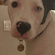 Denver joined the competition — help win amazing prizes! animal, black_patch, canine, close_up, collar, dog, domestic_animal, ears, face, fur, indoor, light_switch, looking, nose, pet, pet_tag, portrait, tag, wall, white