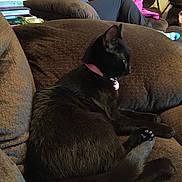 Petunia joined the competition — help win amazing prizes! black_cat, cat, collar, pet, feline, indoor, couch, brown_couch, plush, relaxed, resting, person, blanket, pink_blanket, books, stack_of_books, living_room, home, socks, blue_socks