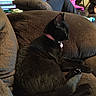 black_cat, cat, collar, pet, feline, indoor, couch, brown_couch, plush, relaxed, resting, person, blanket, pink_blanket, books, stack_of_books, living_room, home, socks, blue_socks