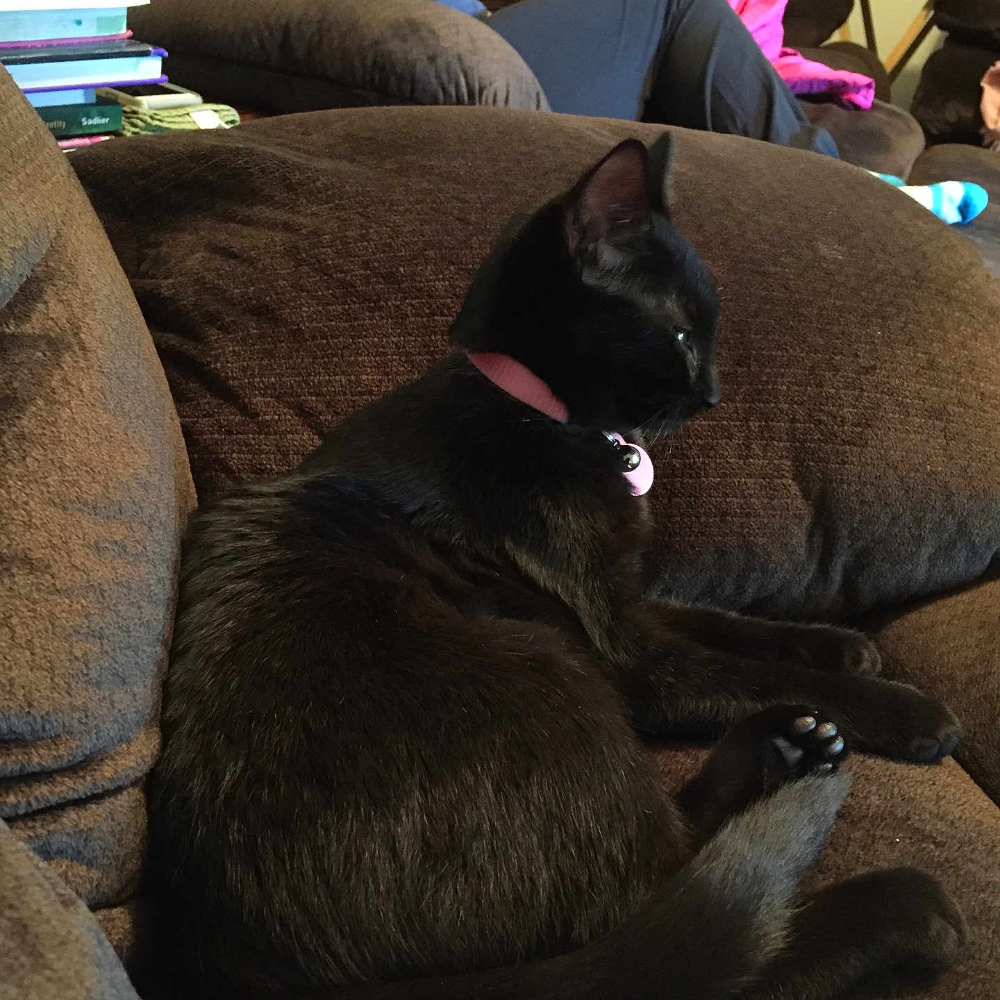 Petunia