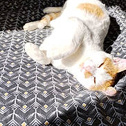Under participe au concours pour gagner de l'argent avec cette photo : animal, cat, close_up, comfort, cozy, cute, feline, fur, indoor, lying_down, orange_cat, patterned_fabric, peaceful, pet, relaxed, resting, shadows, sunlight, texture, white_cat