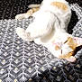 animal, cat, close_up, comfort, cozy, cute, feline, fur, indoor, lying_down, orange_cat, patterned_fabric, peaceful, pet, relaxed, resting, shadows, sunlight, texture, white_cat