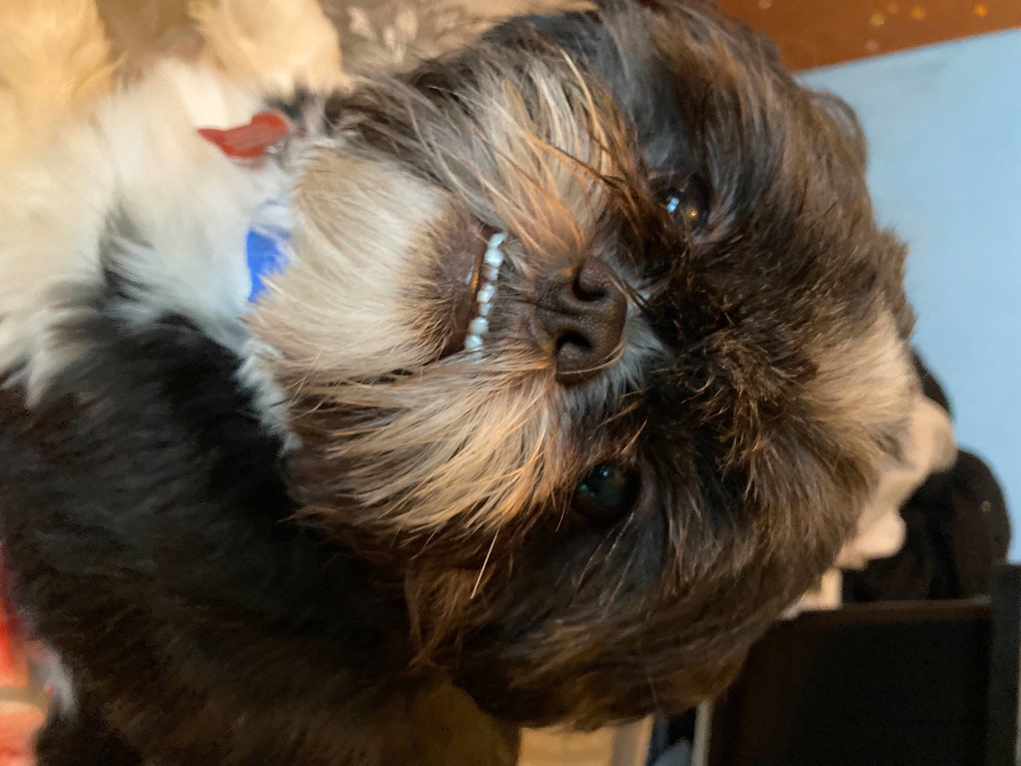 Gizmo is registered to the contest to win money with this photo: canidae, carnivore, companion_dog, dog, dog_breed, fawn, fur, liver, natural_material, non_sporting_group, puppy, snout, sporting_group, toy_dog, vertebrate, working_animal, working_dog
